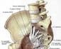 Ветви крестцового сплетения По каким причинам поражается сплетение